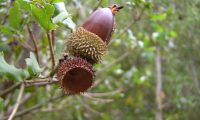 glande germinada de carrasco – Quercus coccifera