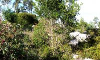 hábito de carrasco, carrasqueiro – Quercus coccifera