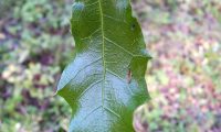 página superior de carrasco – Quercus coccifera