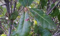 páginas superiores de carrasco – Quercus coccifera