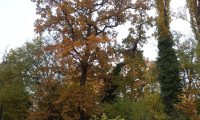 hábito, colorido outonal do carvalho-alvarinho - Quercus robur