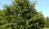 hábito jovem do carvalho-alvarinho - Quercus robur
