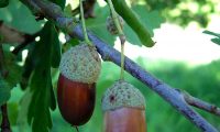 bolotas maduras de carvalho-alvarinho, roble - Quercus robur