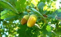 glandes maduras de carvalho-alvarinho, roble, carvalho-comum - Quercus robur