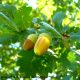 glandes maduras de carvalho-alvarinho, roble, carvalho-comum - Quercus robur