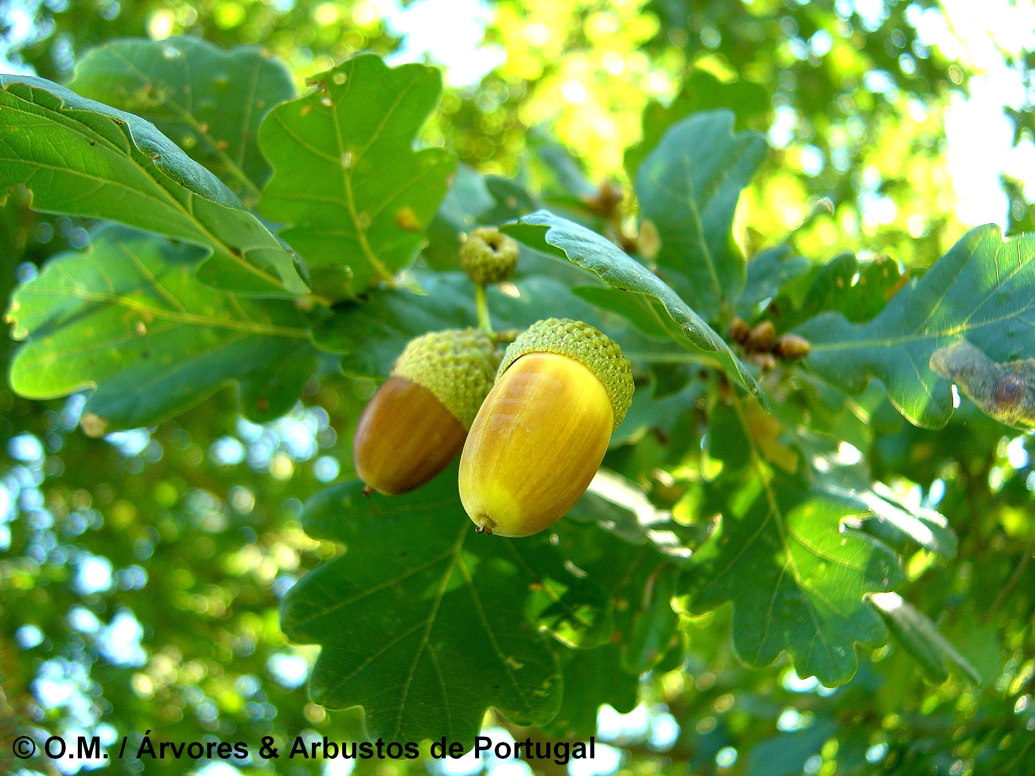 glandes maduras de carvalho-alvarinho, roble, carvalho-comum - Quercus robur