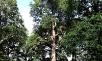 hábito adulto de carvalho-alvarinho, roble, carvalho-comum - Quercus robur