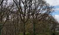 hábito invernal do carvalho-alvarinho, orla florestal - Quercus robur