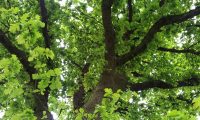 pernadas imponentes de carvalho-alvarinho, roble - Quercus robur