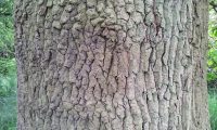 ritidoma de carvalho-alvarinho, roble, carvalho-comum - Quercus robur