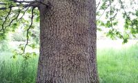 tronco e ritidoma de carvalho-alvarinho - Quercus robur