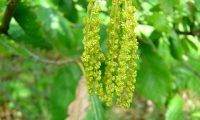 flores masculinas, amentilhos de carvalho-de-monchique, carvalho-das-canárias - Quercus canariensis