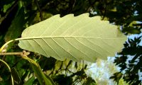 página inferior de carvalho-de-monchique - Quercus canariensis