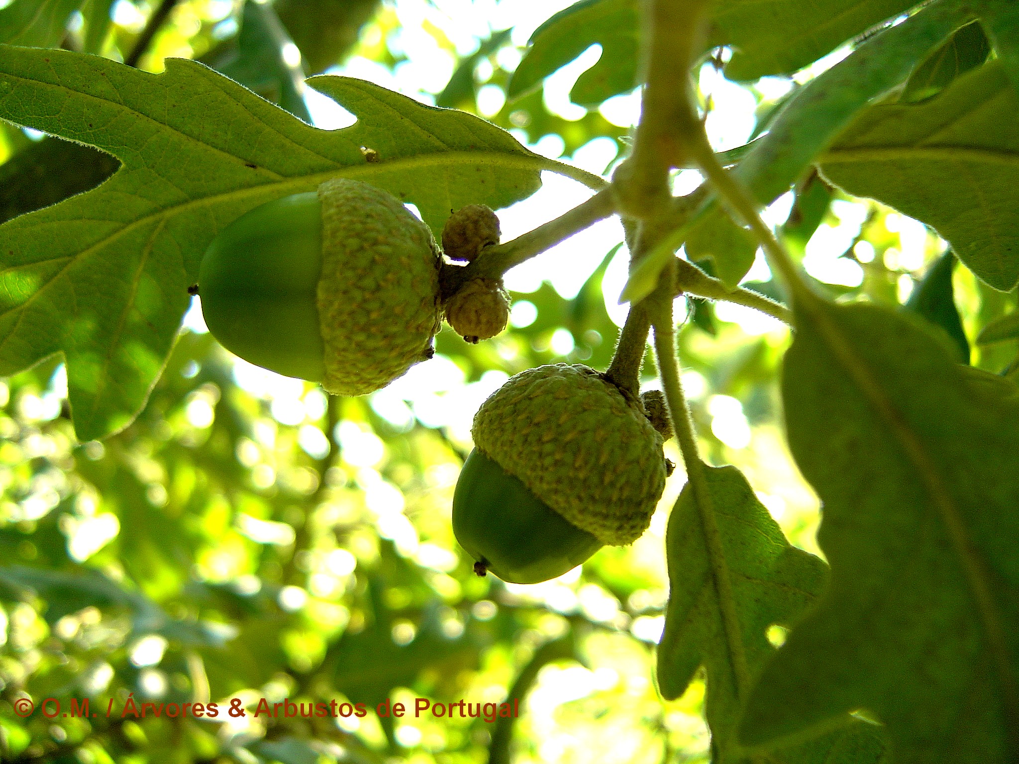 bolotas imaturas de carvalho-negral - Quercus pyrenaica