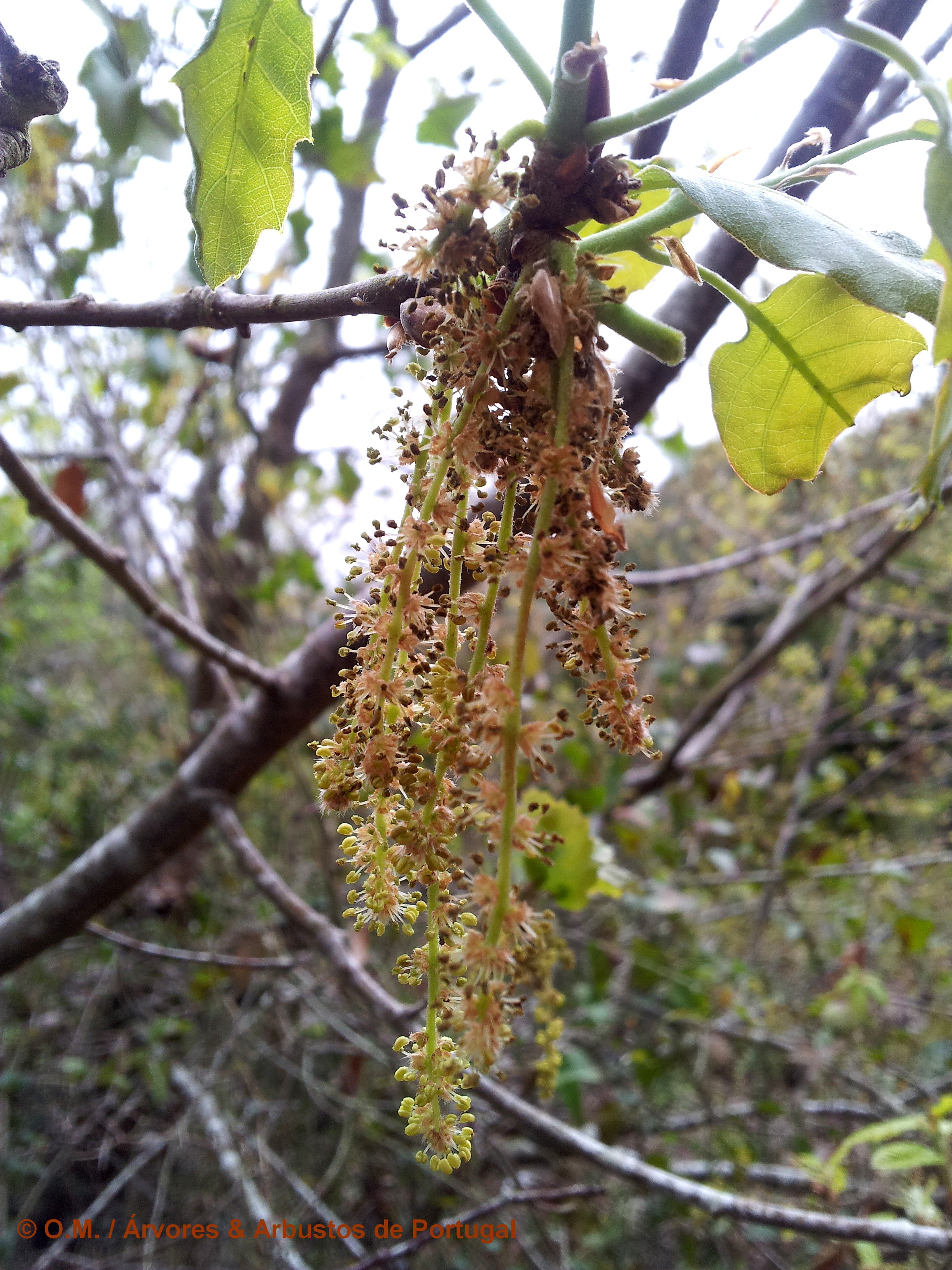 Quercus faginea - Carvalho-português, Carvalho-Cerquinho - Árvores e ...