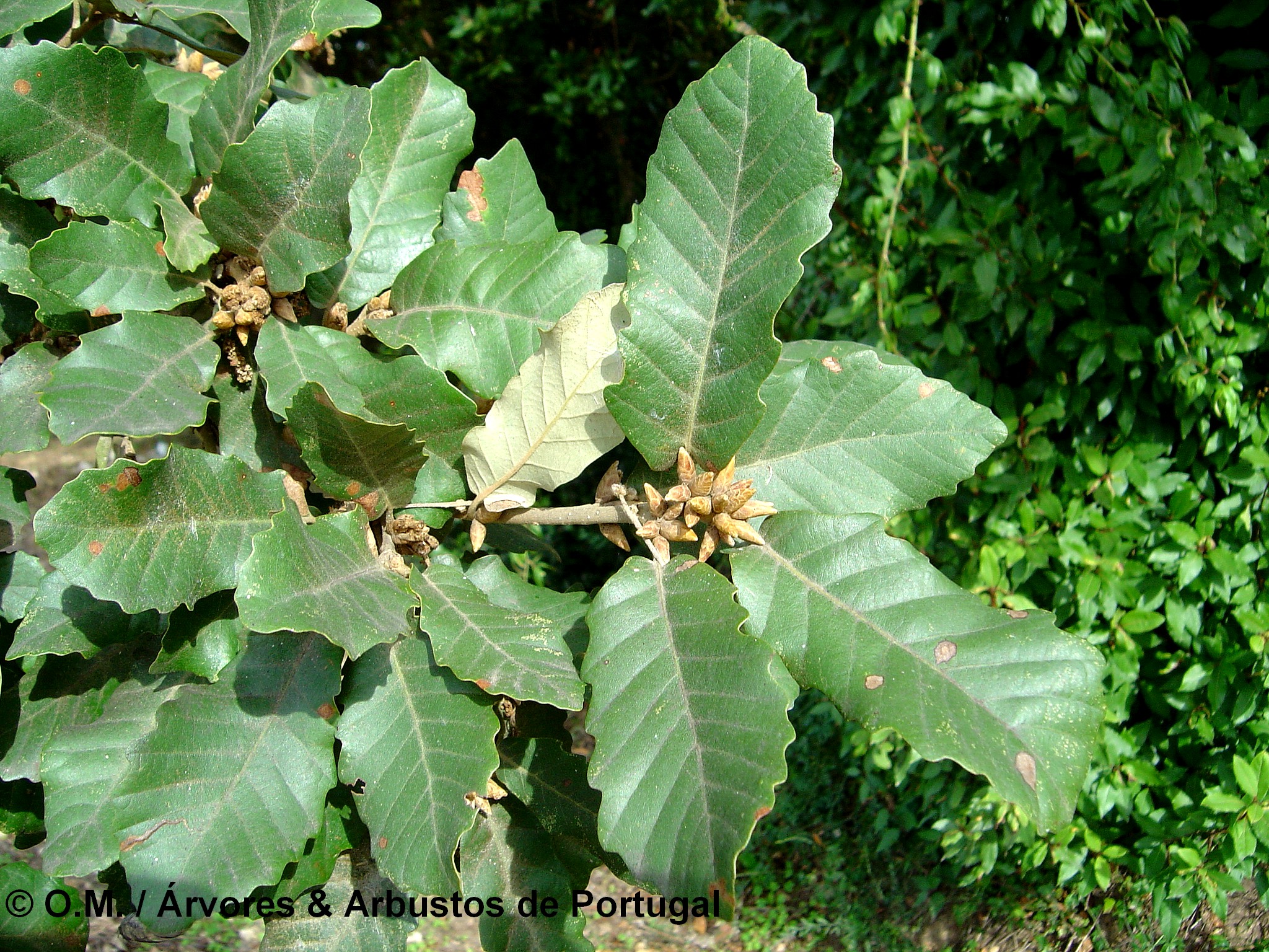 Quercus faginea - Carvalho-português, Carvalho-Cerquinho - Árvores e ...