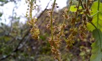 amentilhos, flores masculinas do cerquinho, carvalho-português, carvalho-lusitano - Quercus faginea subsp. broteroi