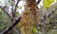 amentilhos (flores masculinas), carvalho-português - Quercus faginea