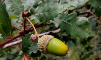 glande de carvalho-português - Quercus faginea