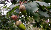 bolotas de carvalho-português, cerquinho, carvalho-lusitano - Quercus faginea