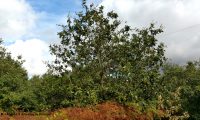 hábito de jovem carvalho-português - Quercus faginea