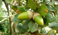 glandes de carvalho-português - Quercus faginea subsp. broteroi