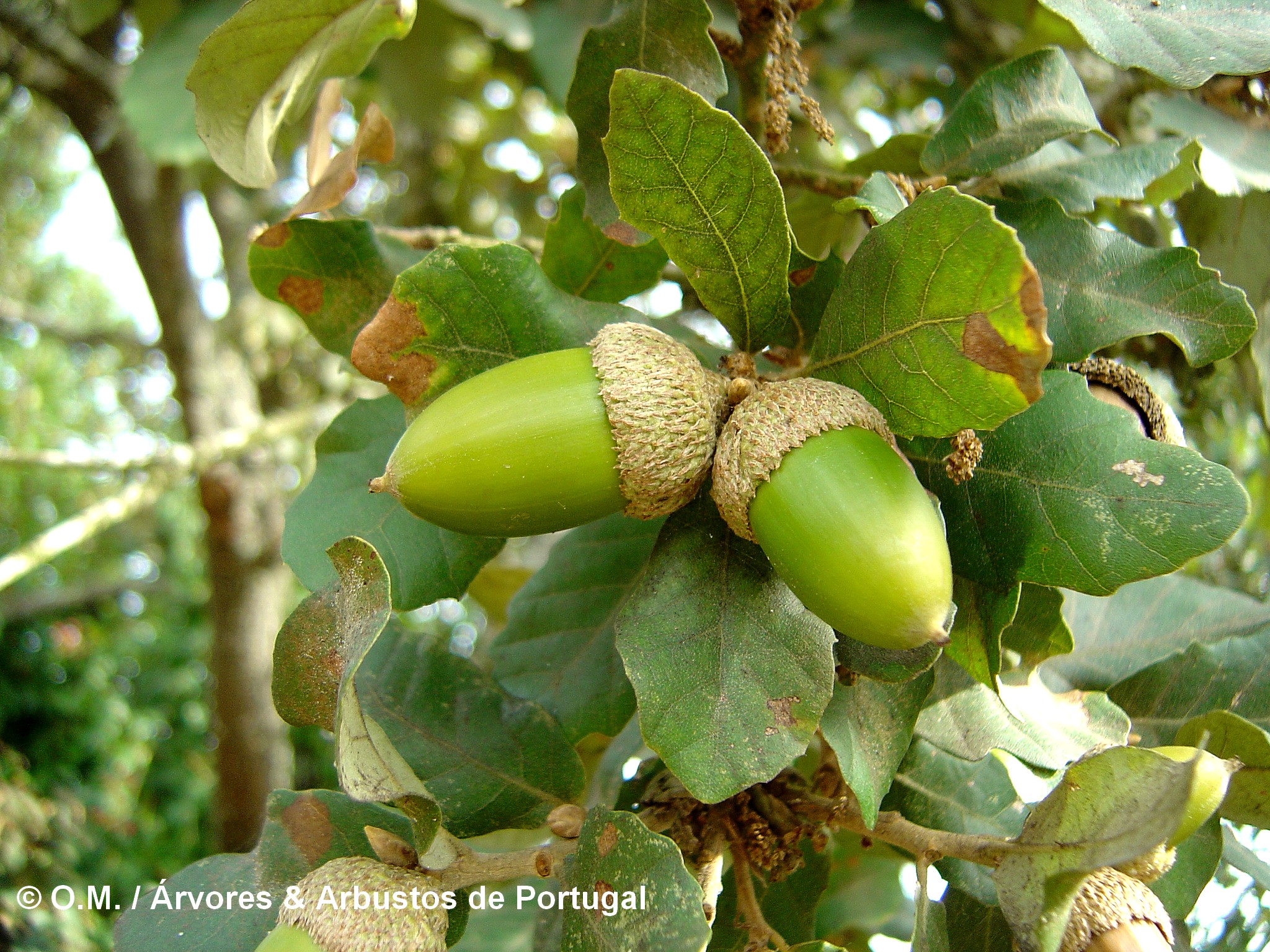 glandes de carvalho-português - Quercus faginea subsp. broteroi