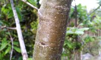 ritidoma jovem de carvalho-português - Quercus faginea