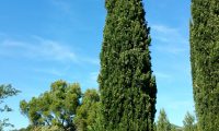 hábito fusiforme do cipreste na maturidade - Cupressus sempervirens