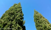 cimos fusiformes do cipreste - Cupressus sempervirens