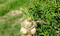 fruto ou gálbula do cipreste - Cupressus sempervirens
