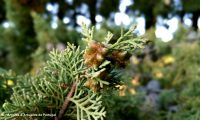 gálbulas imaturas do cipreste - Cupressus sempervirens