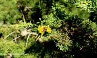 frutos, pequenas gálbulas imaturas, cipreste – Cupressus sempervirens