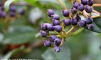 drupas imaturas de folhado - Viburnum tinus