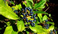 drupas maduras de folhado - Viburnum tinus