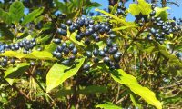 drupas maduras de folhado - Viburnum tinus