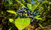 drupas maduras de folhado - Viburnum tinus