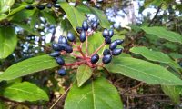 frutos maduros de folhado - Viburnum tinus