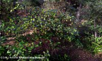 hábito de folhado, frutos - Viburnum tinus