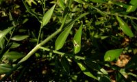 flor e pequena baga de gilbardeira - Ruscus aculeatus