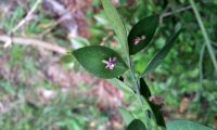 flor de gilbardeira - Ruscus aculeatus