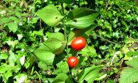 frutos de gilbardeira - Ruscus aculeatus