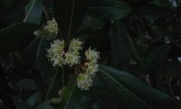 flores femininas do loureiro – Laurus nobilis