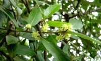 flores femininas do loureiro – Laurus nobilis