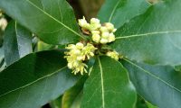 flores masculinas do loureiro – Laurus nobilis