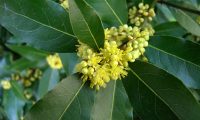 flores masculinas do loureiro – Laurus nobilis