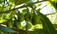 frutos imaturos de loureiro – Laurus nobilis