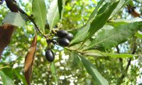 frutos maduros do loureiro – Laurus nobilis