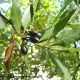 frutos maduros do loureiro – Laurus nobilis
