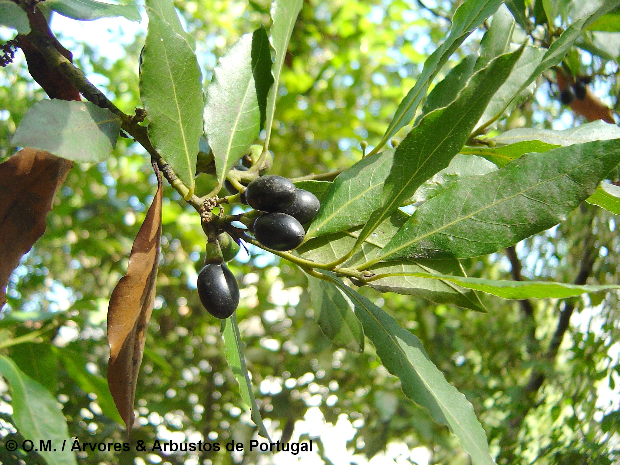 frutos maduros do loureiro – Laurus nobilis